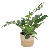 MID.YOU Umetna Rastlina Zamie | Shoptok.si