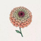  Cinija 'Queen Lime Orange' Zinnia Elegans Cene