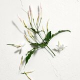 Jil Sander Sun toaletna voda 75 ml za ženske | Shoptok.si