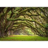  Foto tapeta - Tree embrace 150x105 | shoptok.hr