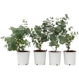 Plant in a Box evkalipt - 6 kos - eucalyptus 'pulverulenta' - višina 25-40cm - ⌀12cm, (21757714) Cene