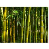  Tapeta - Asian bamboo forest 350x270 | shoptok.hr