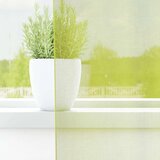 vidaXL Voile zavese z vponkami 2 kosa Apple Green 140x140 cm | Shoptok.si