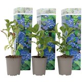 Plant in a Box hortenzija - 3 kos - hydrangea macrophylla 'early blue' - višina 25-40cm - ⌀9cm, (21757448) Cene