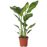Plant in a Box strelicija - strelitzia nicolai - višina 55-70cm - ⌀17cm, (21757991) Cene
