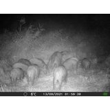OXE Fotozamka Gepard II, lovački detektor i binokular za noćno gledanje DV29 + 32GB SD kartica i 6 baterija! | shoptok.hr