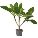 Plant in a Box plumerija - plumeria rubra - višina 45-55cm - ⌀17cm, (21758091) Cene