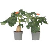 Plant in a Box Jatropa - 2 kos - Jatropha podagrica - Višina 25-45cm - ⌀13cm, (21757912) | Shoptok.si