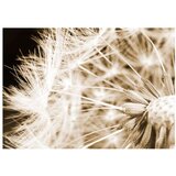  Tapeta - Dandelion - sepia 150x105 | shoptok.hr