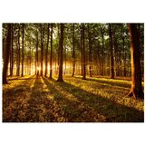  Samoljepljiva foto tapeta - Summer: Morning in the forest 294x210 | shoptok.hr