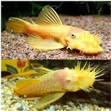 Akvarijum Centar ancistrus cirrhosus | ePonuda.com