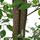 vidaXL Umjetna biljka ficus 2016 Listovi 300 cm zeleni | shoptok.hr