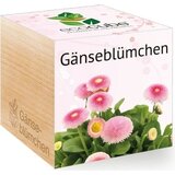 Feel Green ecocube "Marjetice" Cene
