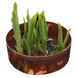 Kopersporen Bakreni obroč proti polžem - 10 cm | Shoptok.si