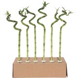 Plant in a Box vodni bambus - 12 kos - dracaena sanderiana - višina 40-50cm - ⌀2cm, (21758254) | Shoptok.si