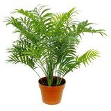 Rasadnik Topalović chamaedorea Elegans | ePonuda.com
