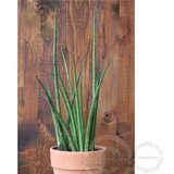  Biljka sanseveria mikado h 80, fi 19 | ePonuda.com