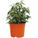  Lonac za cvijeće 200 pcs Keramika Ø 15 x 12.5 cm Plastika | shoptok.hr