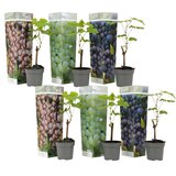 Plant in a Box vinska trta - 6 kos - vitis vinifera - višina 25-40cm - ⌀9cm, (21757542) Cene