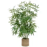 Okrasna Rastlina Bamboo