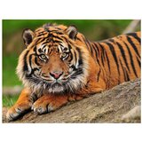  Tapeta - Sumatran tiger 200x154 | shoptok.hr