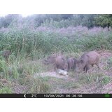 OXE Fotozamka Gepard II, eksterna baterija 6V/7Ah i kabel za napajanje + 32GB SD kartica i 4kom baterija! | shoptok.hr