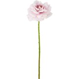 Mömax Vrtnica Rose Ii -Paz- | Shoptok.si