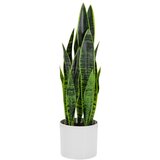 MID.YOU Umetna Rastlina Sansevieria | Shoptok.si
