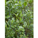 Markslöjd 108178-LED Spoljašnja božićna zavesa GARDEN24 160xLED/24V 2x2m topla bela | Eponuda.com