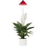 Venso Svetilka SUNLiTE 7W - rdeča Cene
