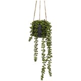 Casa Selección Umetna rastlina (višina 37 cm) Senecio – | Shoptok.si