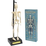 REX International skelet cene