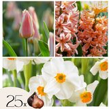 Plant in a Box Cvetne čebulice 'Peach Blush' - 25 kos - Narcissus, Tulipa, Hyacinthus, (21755743) Cene