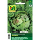 AUSTROSAAT glavnata solata "Zimski kralj" | Shoptok.si