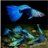 Akvarijum Centar Neon blue tuxedo guppy | ePonuda.com