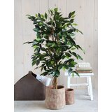 MICA FIKUS ZELEN V PLASTIČNEM LONEC - H110XD65CM | Shoptok.si