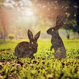 Atelier Del Sofa set dekorativnih figura RaAbbits 01, 52x35 & 56x24 cm , 2 komada Cene