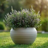Plant in a Box grmasti jetičnik - 12 kos - hebe pinguifolia - višina 15-20cm - ⌀10,5cm, (21778504) | Shoptok.si