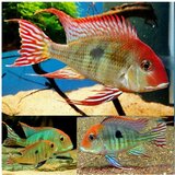 Akvarijum Centar Red head tapajós Cene