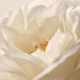 Moroccanoil L'Originale Eau de Parfum parfemska voda za žene 60 ml | shoptok.hr