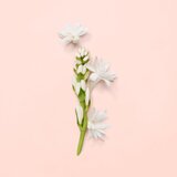 Gucci Bloom parfumska voda za ženske 100 ml | Shoptok.si
