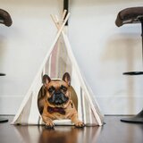 Play Bež šotor za hišne ljubljenčke za hišne ljubljenčke 63x63 cm Cozy Cove Seacost – | Shoptok.si