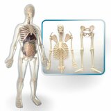 Pertini anatomija ljudskog tela muškarac 5877 Cene