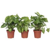 Plant in a Box trilistni singonij - 3 kos - syngonium podophyllum 'pixie' - V25-40cm - ⌀12cm, (21758183) | Shoptok.si