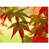  Tapeta - Colourful leaves 200x154 | shoptok.hr