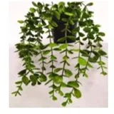 loza PVC u saksiji 16X26 cm TAH-1703