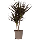 Plant in a Box dracena - dracaena marginata 'magenta' - višina 70-80cm - ⌀17cm, (21757990) Cene