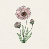 Jora Dahl Ognjič "Pink Surprise" Cene