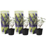 Plant in a Box davidov metuljnik - 3 kos - buddleja davidii 'nanho blue' - V25-40cm - ⌀9cm, (21757452) Cene
