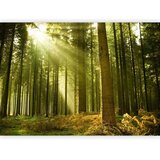 Foto tapeta - Pine forest – dense woodland in morning sunlight 500x350 | shoptok.hr